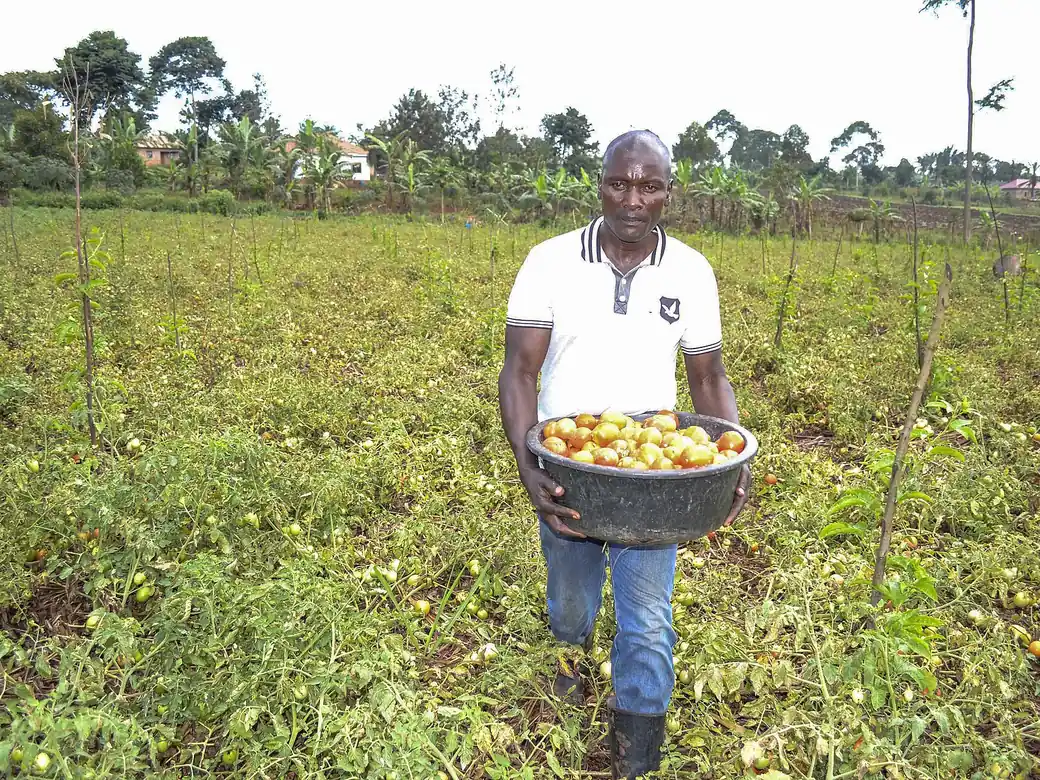 A farmer carrying a basket of freshly picked tomatoes across his field